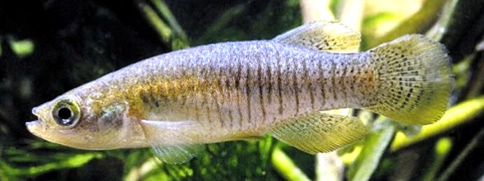 Valencia hispanica_05.jpg